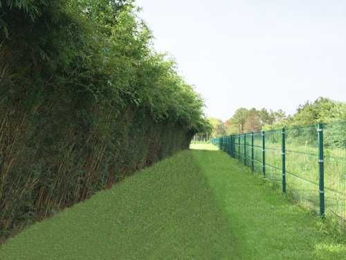 Bambus de gradina (Phyllostachys,Fargesia) rezistent la frig, gard viu