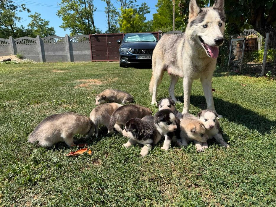 Pui Husky Siberian cu ochi albaștri – Deparazitați și vaccinați