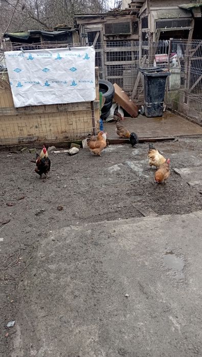 Vând pitici de găină