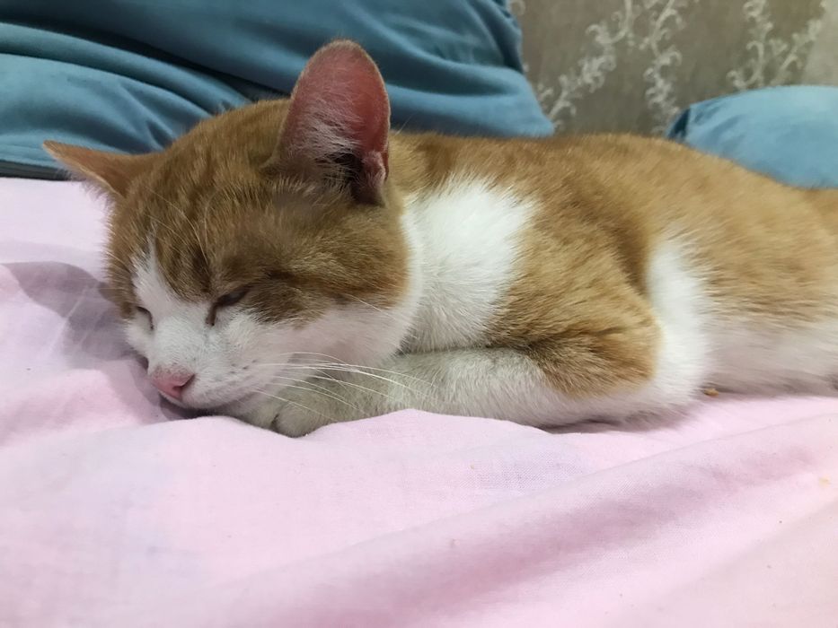 отдам в хорошие руки кота