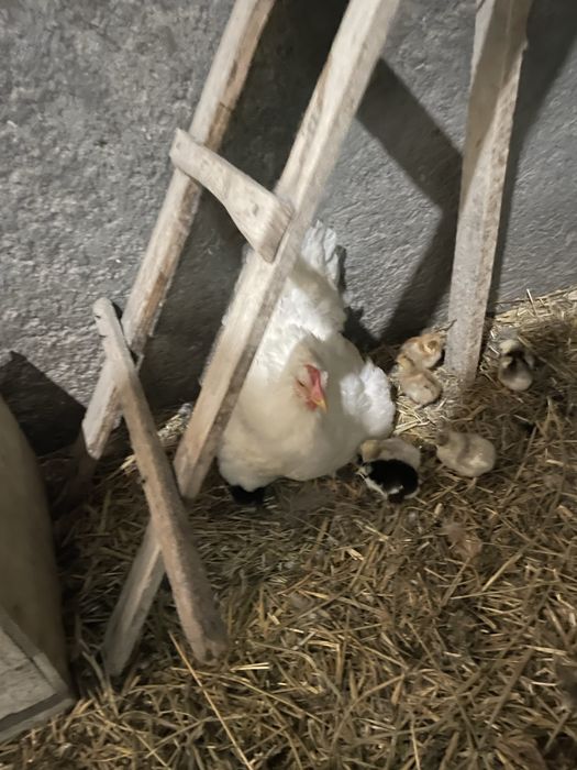 Vand closti cu pui si closti puse pe oua.