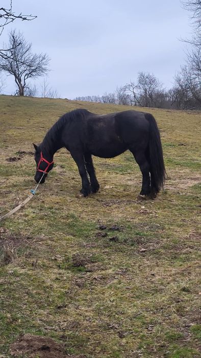 Iapă neagră gestantă