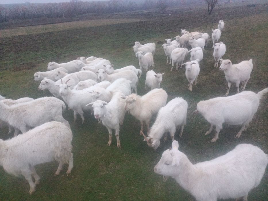 Vând   capre tinere albe ,rasa sanen și alba de banat