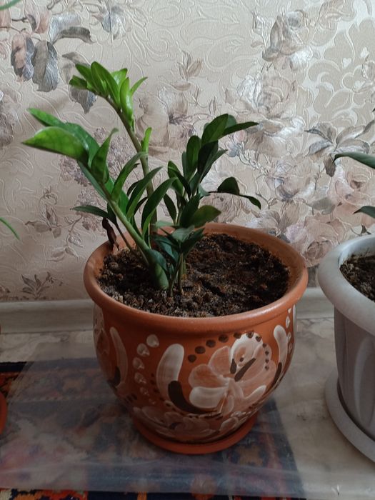 Цветы цветы разные продам