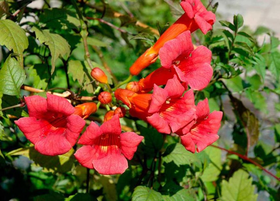 Лиана цветущая декоративная