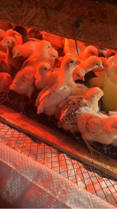 Куры несушки Ломан Браун