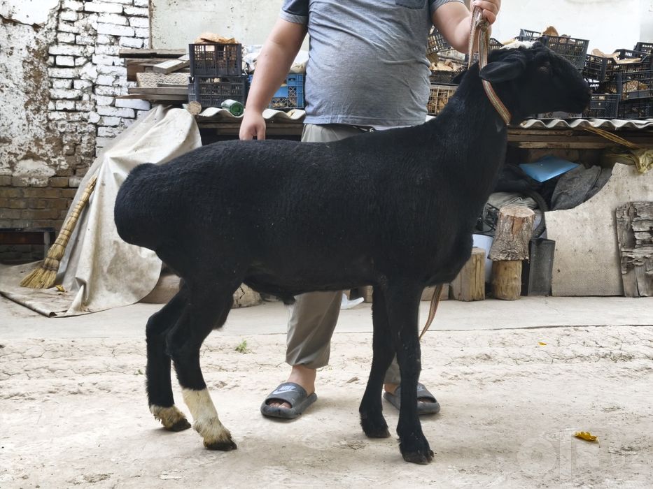 Qochqorla sotiladi