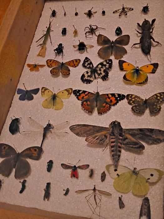 Insectar ptr școală, insecte/ elevi