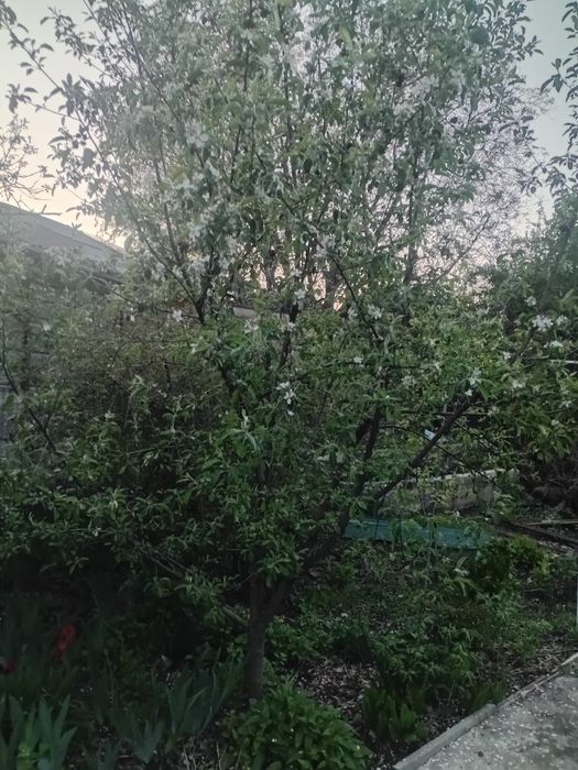 Алма ағашы сатылады