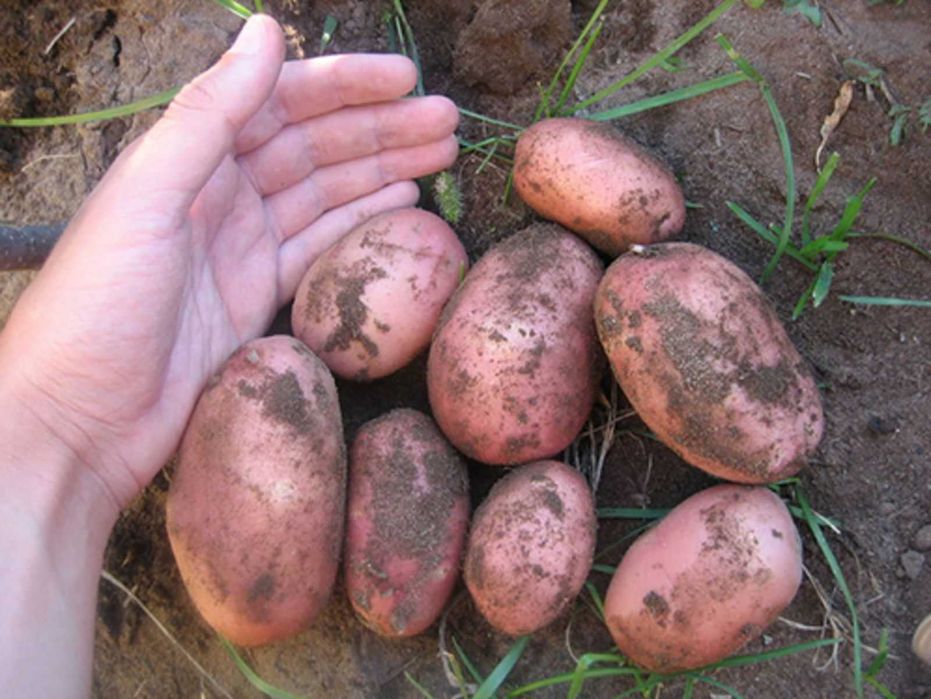 Продам Картофель Домашний