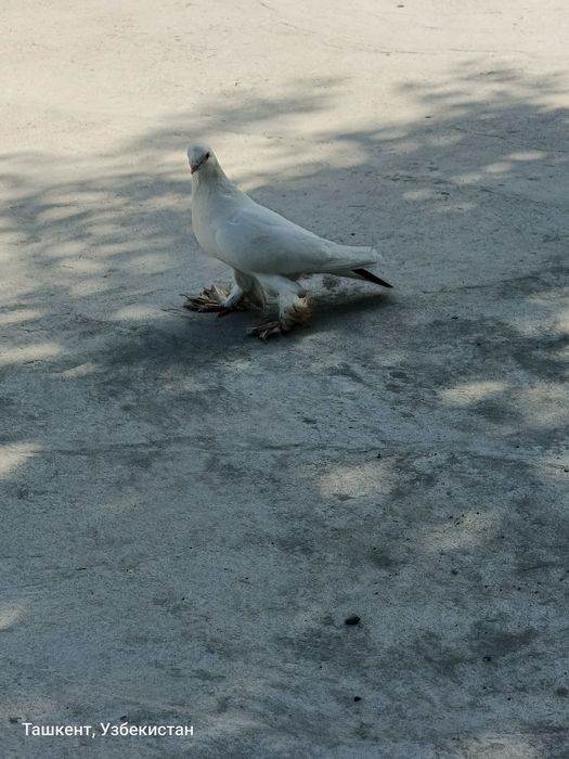 Kaptar sotiladi qizqanlar bormi