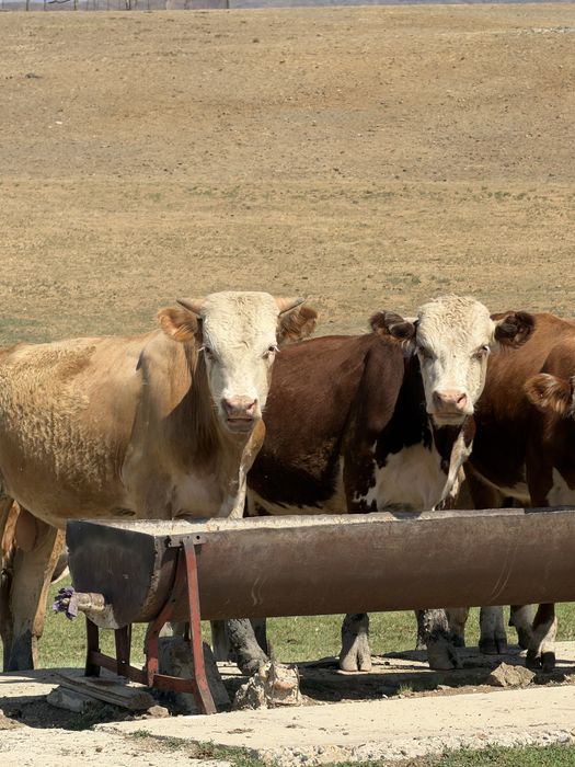 Быки на продажу только оптом