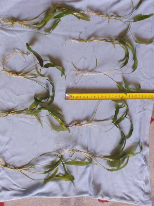 Аквариумни растения