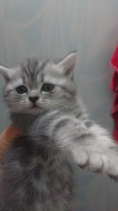 Продаю котенка Скоттиш Страйт
