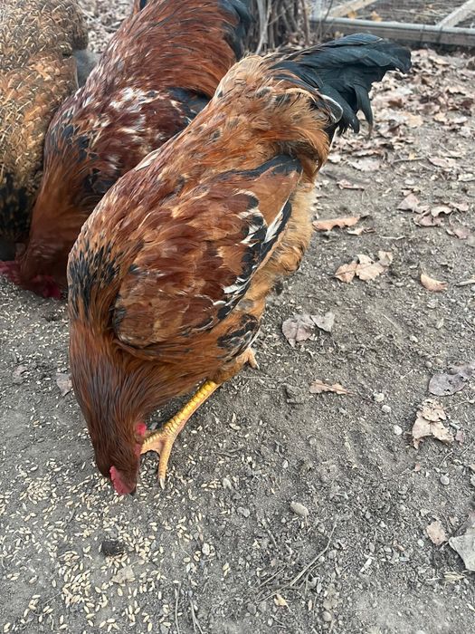 Продам кучинских петухов