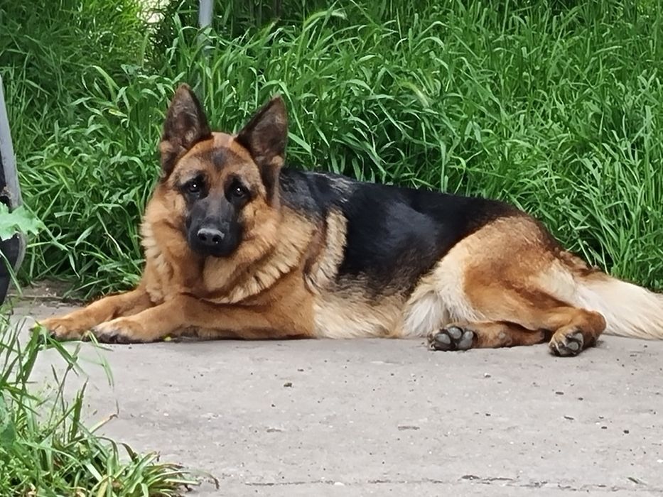 Немска овчарка женска