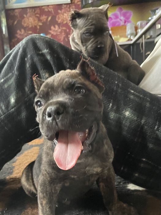 Итальянский кане корсо щенки