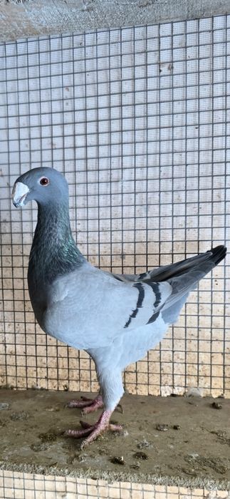 Porumbei voiajori germani