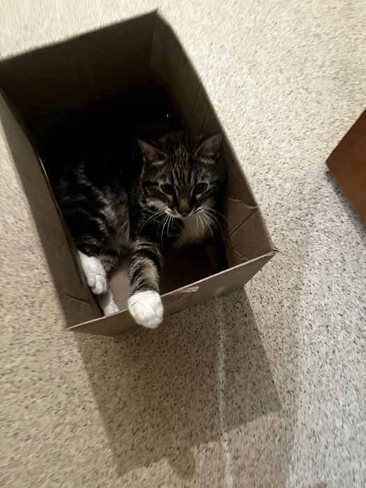 Отдам кота за коробку шоколада