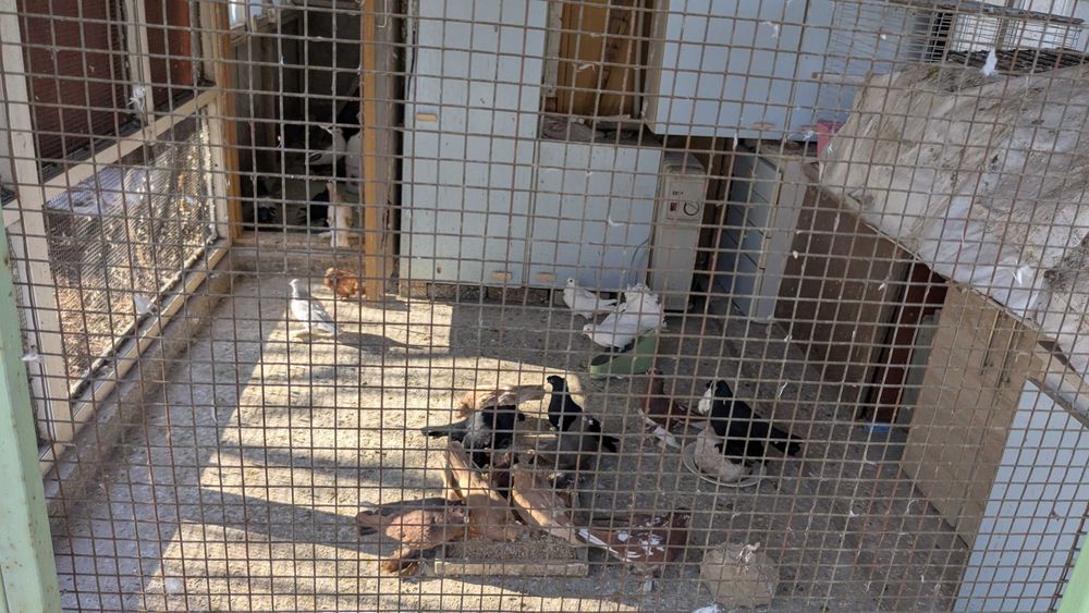 Продам голубей г. Каскелен