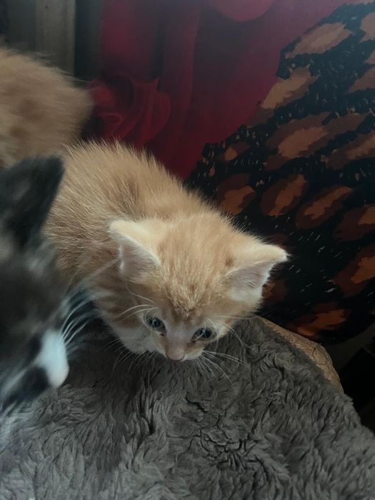 Отдаем котят в добрые руки