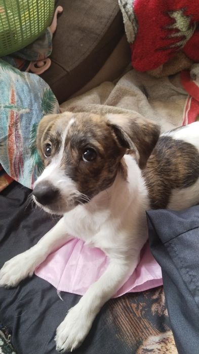 Отдаем щенка,в добрые руки