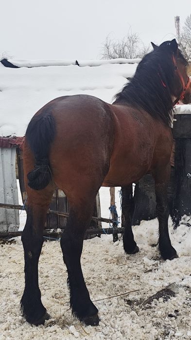 De vânzare armăsar de șase ani foarte blând e cuminte