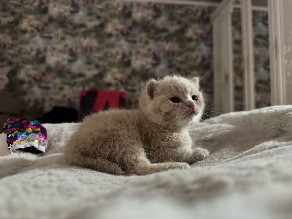 Отдам котенка в хорошие руки