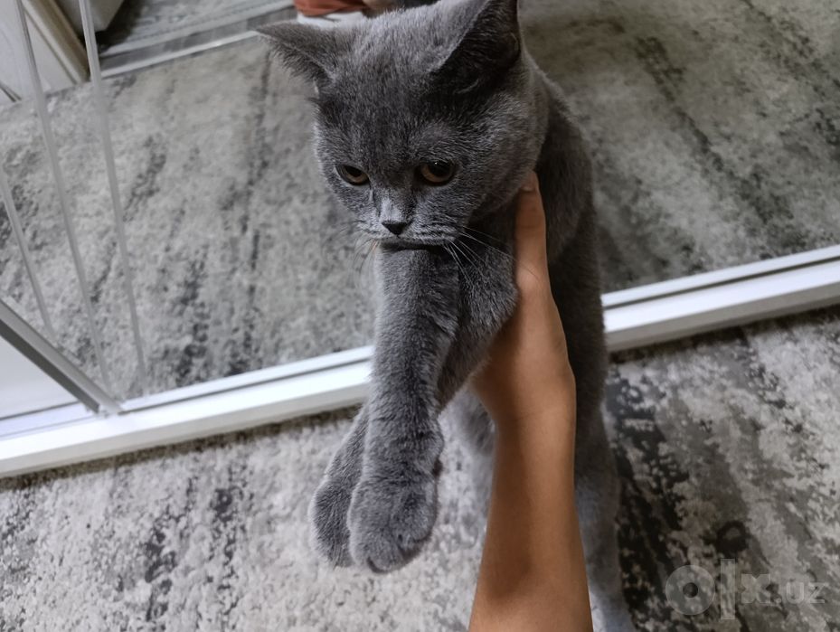 Шатланский мушук сотилади
