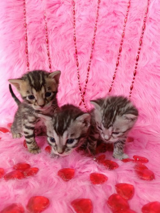 Продам бенгальских котят