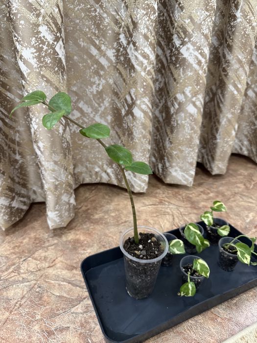 Отросток комнатных цветов