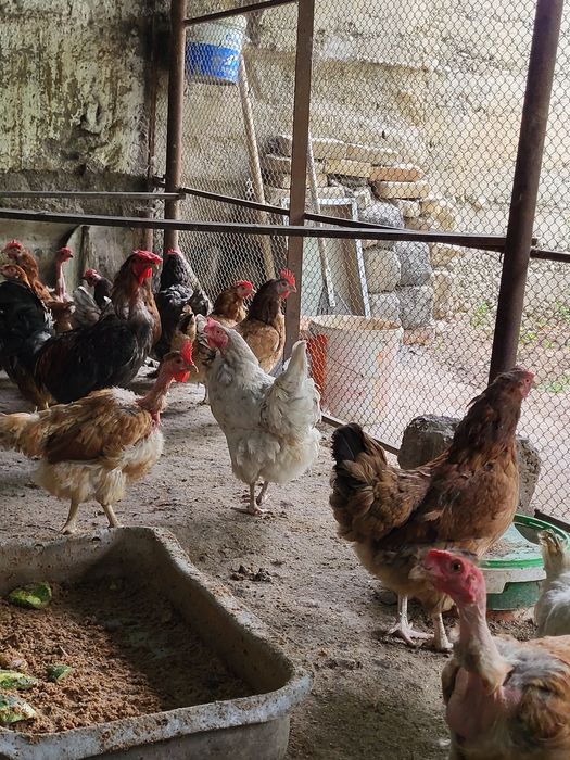 Продам 40 кур — несут 20 яиц в день!