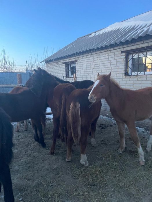 Продам жеребят 9 голов в городе