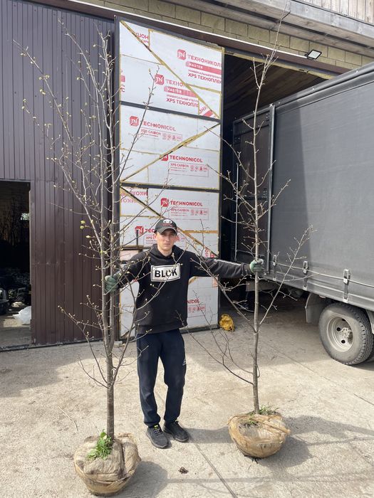 Липа мелколисная