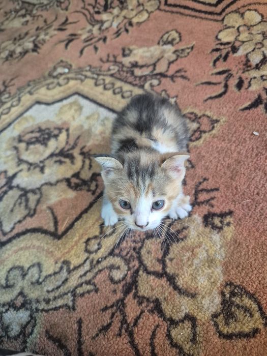 Девочка кошечка, 1месяц