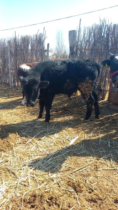 Еркек баспак еки бас