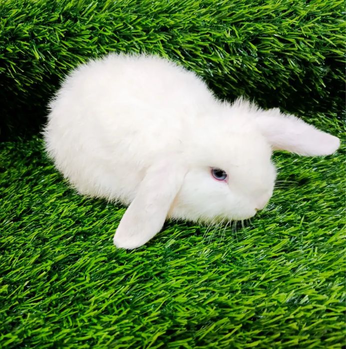 Karlik quyonlar sotiladi