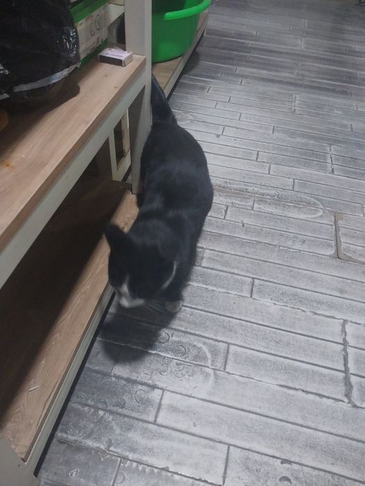 Uy mushuk 500 ming soʻm xaridorlar boʻlsa bemalol murojaat qilishingin