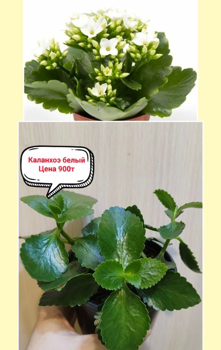 Продам комнатные цветы!