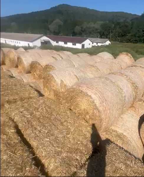 Vindem/Schimb  baloti de paie patrati  2024