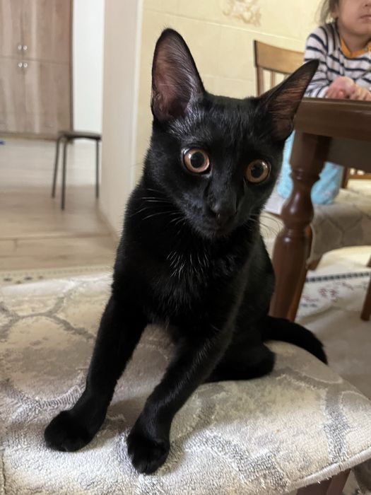 Мысык тегин беремин