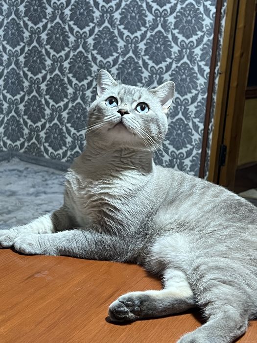 TEKINGA Vyazka o’g’il bola mushuk Nasl olish uchun mushugimizni berami