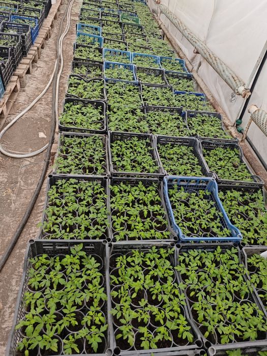 Дребен разсад за пикиране