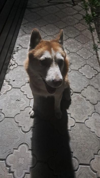 Отдам собак в добрые руки (разной породы )