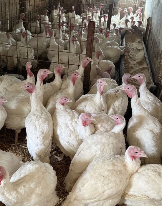 Curci si curcani albi de carne