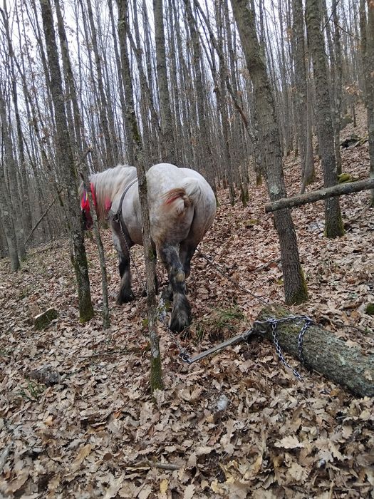 VAND URGENT  harmasari foarte cuminți