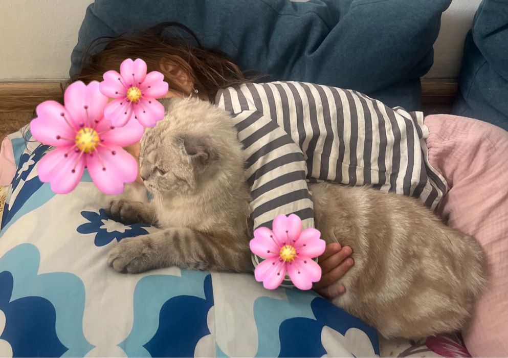 Scottish Fold  шотландиялық вислоухий мысық