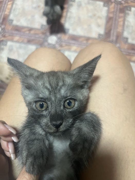 Котята майкун мальчики и девочки