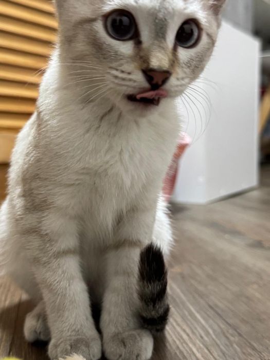 Продам кошечку котенок кошка