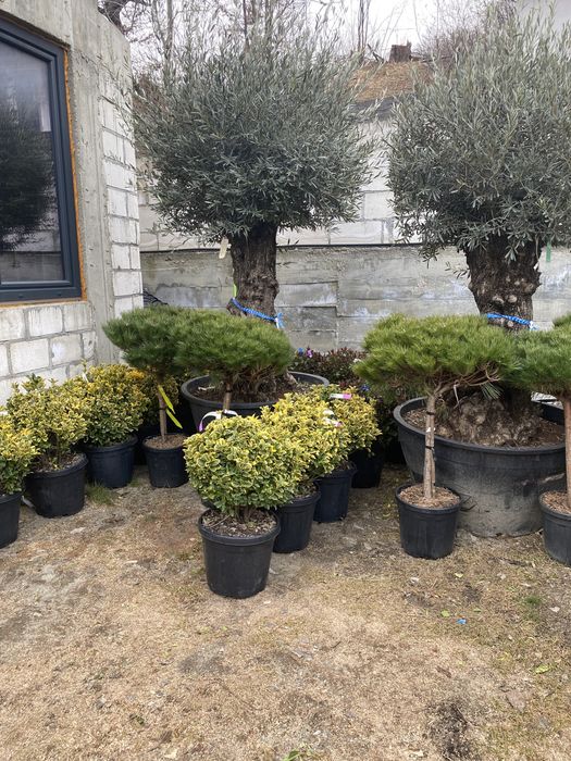 Plante ornamentale diferte specii